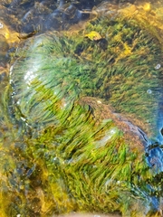 Cladophora glomerata