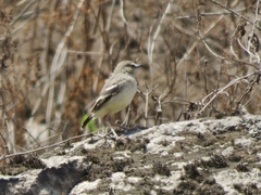 Muscigralla brevicauda