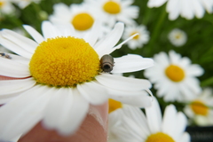 Chrysolina marginata