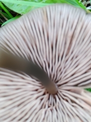 Entoloma infula