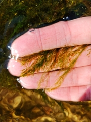 Cladophora glomerata