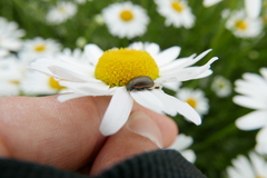 Chrysolina marginata