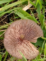 Entoloma infula