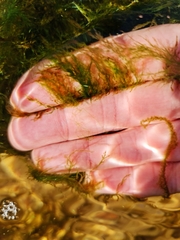 Cladophora glomerata