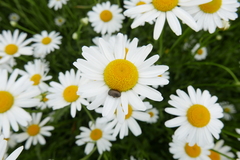 Chrysolina marginata