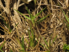 Cenchrus clandestinus