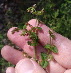 Gonocarpus teucrioides