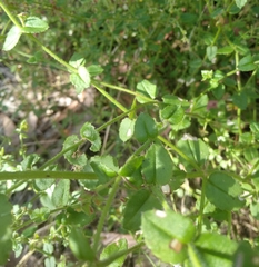 Gonocarpus teucrioides