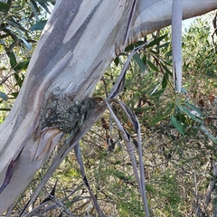 Eucalyptus obstans