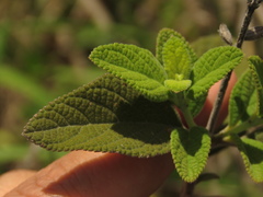 Salvia bogotensis