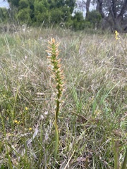 Prasophyllum spicatum