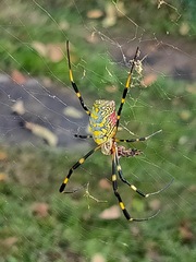 Trichonephila clavata