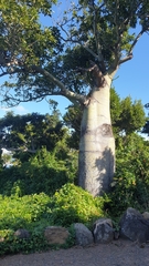Brachychiton compactus