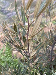 Searsia angustifolia