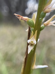 Prasophyllum spicatum