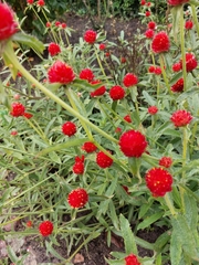 Gomphrena haageana