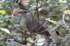 Colluricincla harmonica