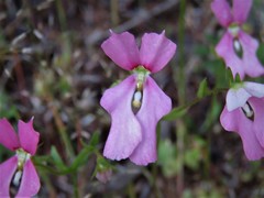 Stylidium ecorne