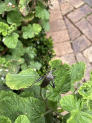 Elasmopoda valga