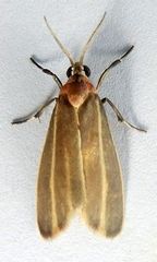 Haematomis uniformis
