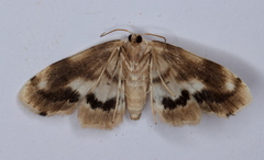 Holocryptis phasianura