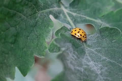 Psyllobora vigintiduopunctata