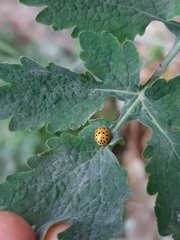 Psyllobora vigintiduopunctata