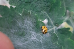 Psyllobora vigintiduopunctata