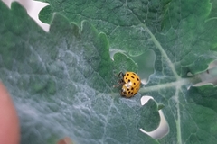 Psyllobora vigintiduopunctata