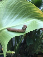 Eupanacra