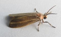 Haematomis uniformis