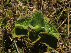 Salvia palifolia