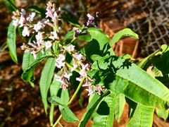 Aloysia citrodora