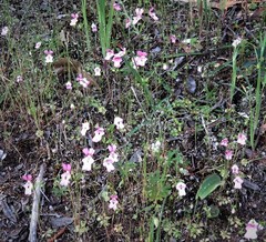 Stylidium ecorne