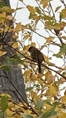 Emberizidae