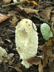 Coprinus comatus