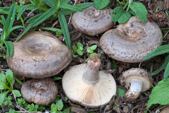 Lactarius cistophilus