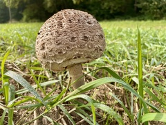 Macrolepiota procera