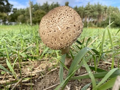 Macrolepiota procera