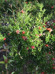 Punica