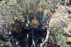 Euphorbia pillansii