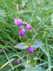 Gentianella campestris
