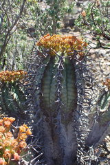 Euphorbia pillansii