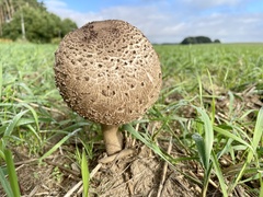 Macrolepiota procera