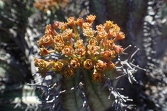 Euphorbia pillansii