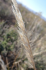 Pentameris eriostoma