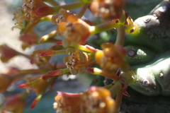Euphorbia pillansii