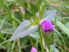 Gentianella campestris