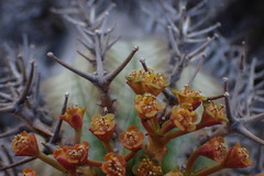 Euphorbia pillansii