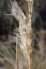 Pentameris eriostoma